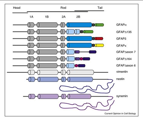 ofgfap|Glial Fibrillary Acidic Protein: GFAP